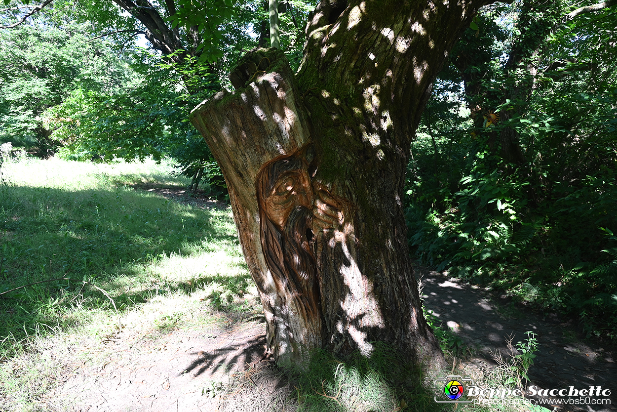 VBS_4785 - Il bosco fatato - Montaldo Roero.jpg